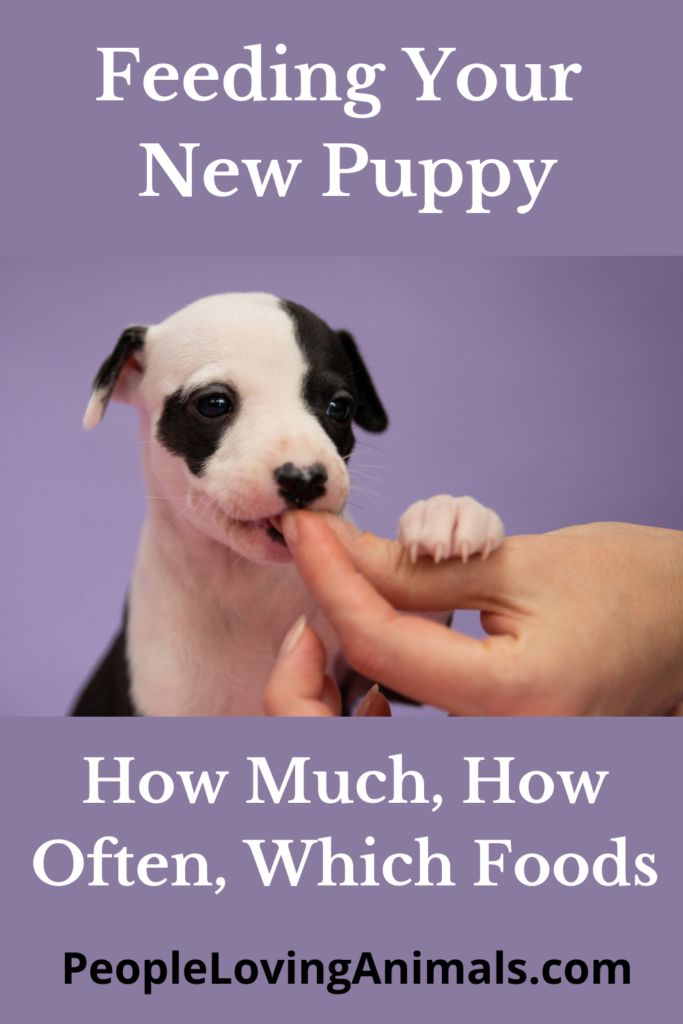 Feeding Your New Puppy How Much? How Often? Which Food?