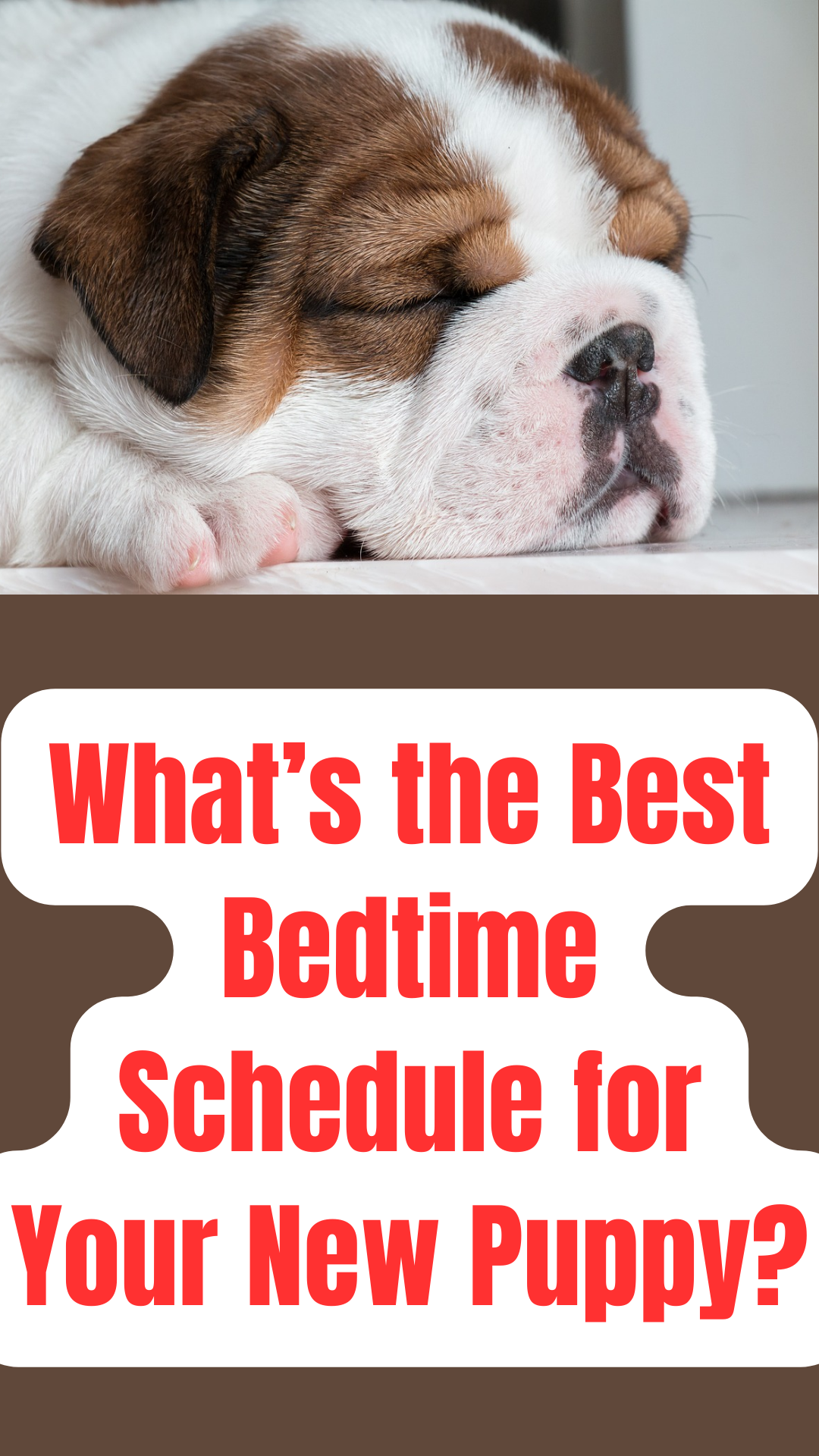 Establishing a Routine for Your Puppy - Consistency is Key!