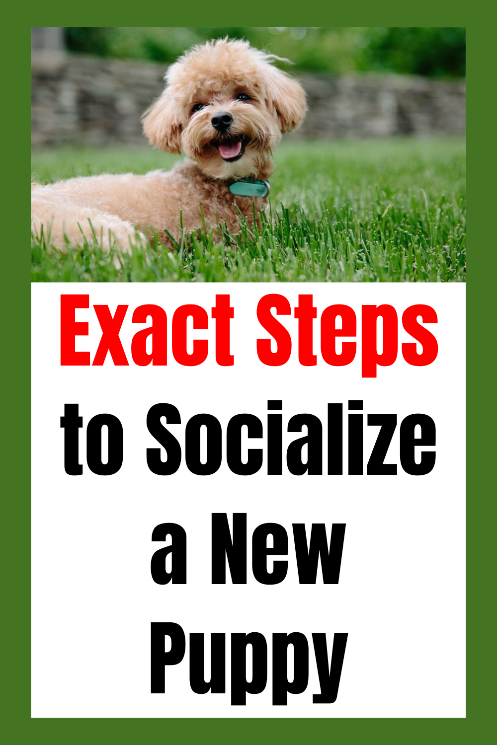 puppy socialization steps