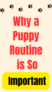 establishing a puppy routine importance