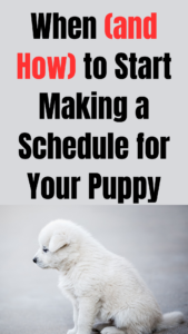 how to set up a puppy routine