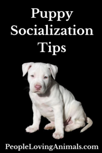 puppy socialization tips