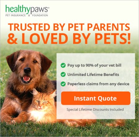 Healthy Paws Insurance Review - People Loving Animals