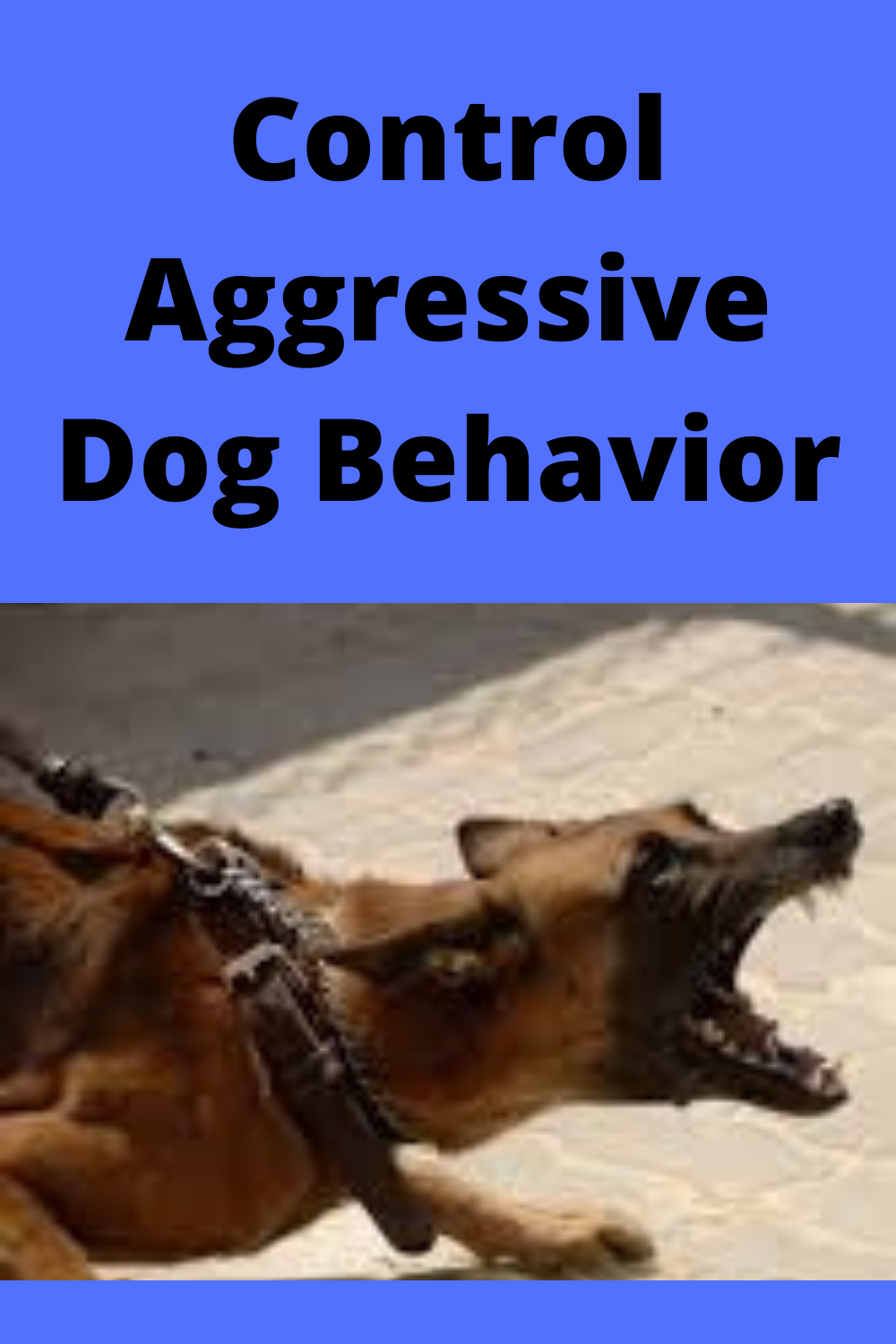 How to Control Aggressive Dog Behavior Tips from a Professional Dog