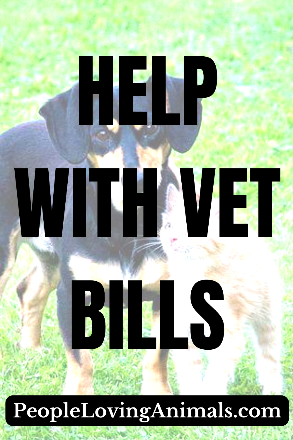 help-with-vet-bills-ways-to-pay-for-what-your-pet-needs