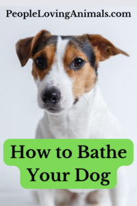 how to bathe your dog