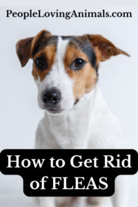 how to get rid of fleas