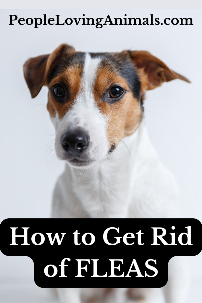 How to Get Rid of Fleas - What DOESN'T WORK and What DOES!