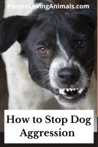 how to stop dog aggression