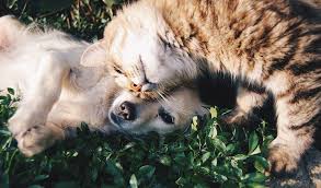 clingy pets