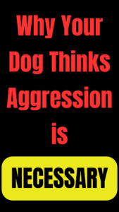 why dog aggressive