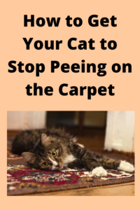 cat stop peeing everywhere