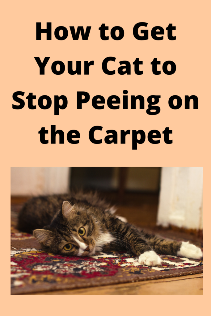 How to Get Your Cat to Stop Peeing on the Carpet - People Loving Animals