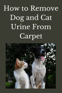 remove dog and cat urine