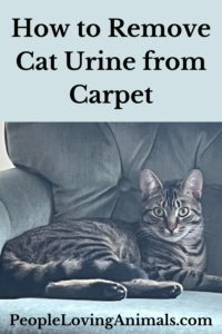 remove cat urine from carpet