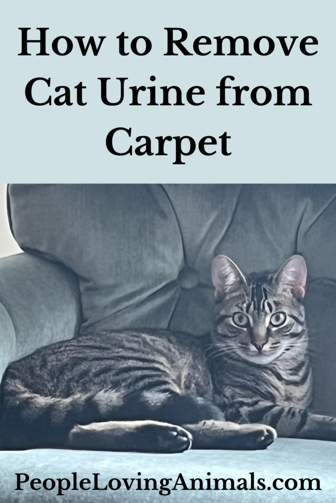 how-to-remove-cat-urine-from-carpet-this-product-works