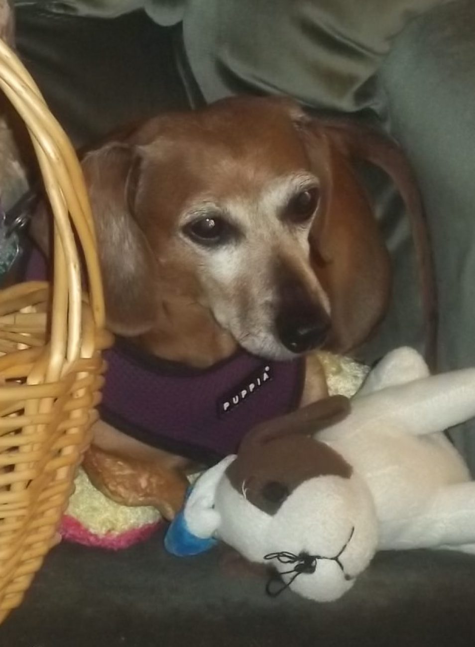 Dog Food Aggression Training The Dog Calming Code