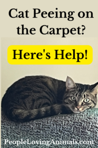 stop cat peeing in carpet