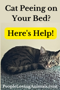 stop cat peeing on bed