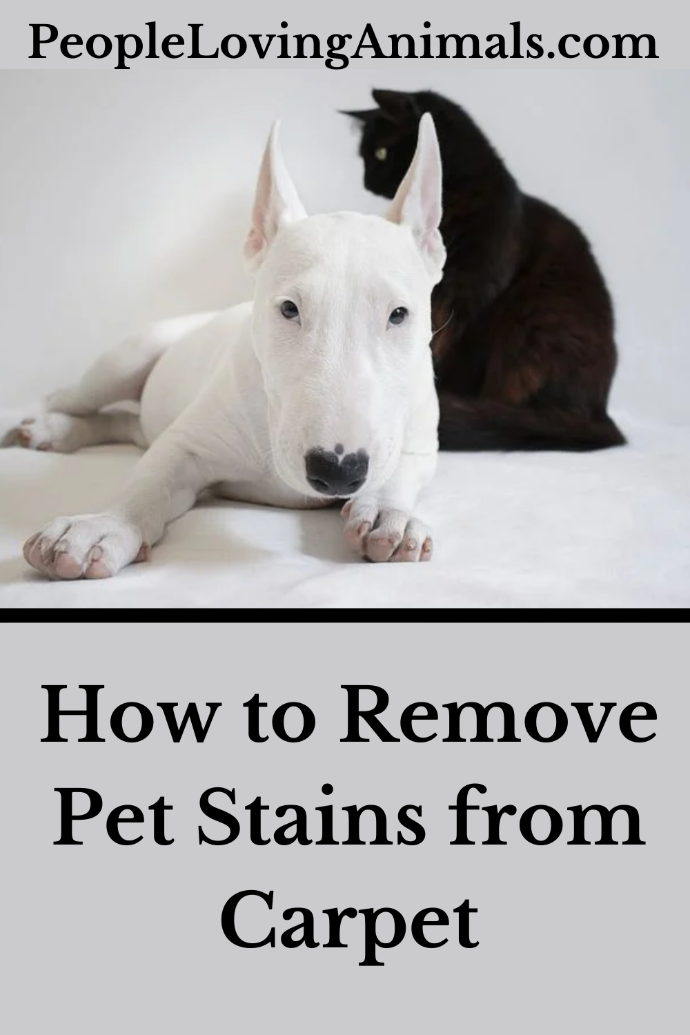 How to Remove Pet Urine from Carpet And How to Prevent It