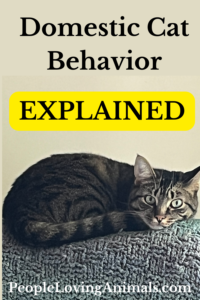 domestic cat behavior explained