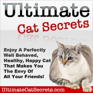 Domestic Cat Behavior Explained - Full Cat Training Program