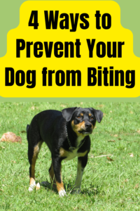 4 ways to prevent your dog from biting