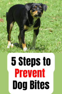 5 steps to prevent dog bites