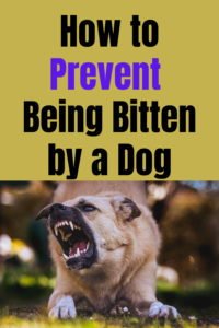 how to prevent being bitten by a dog
