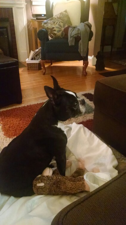 dog aggression toward owner