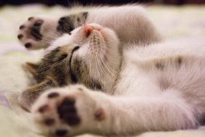 checklist for a new kitten