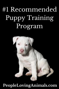 best puppy training program