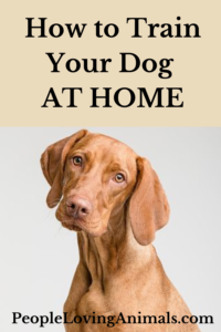 how to train your dog at home