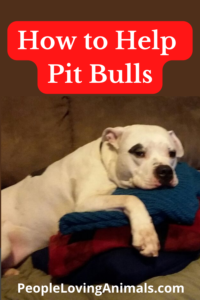 how to help pit bulls