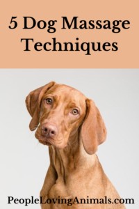5 dog massage techniques