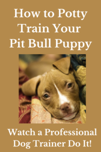 potty training pit bull puppy