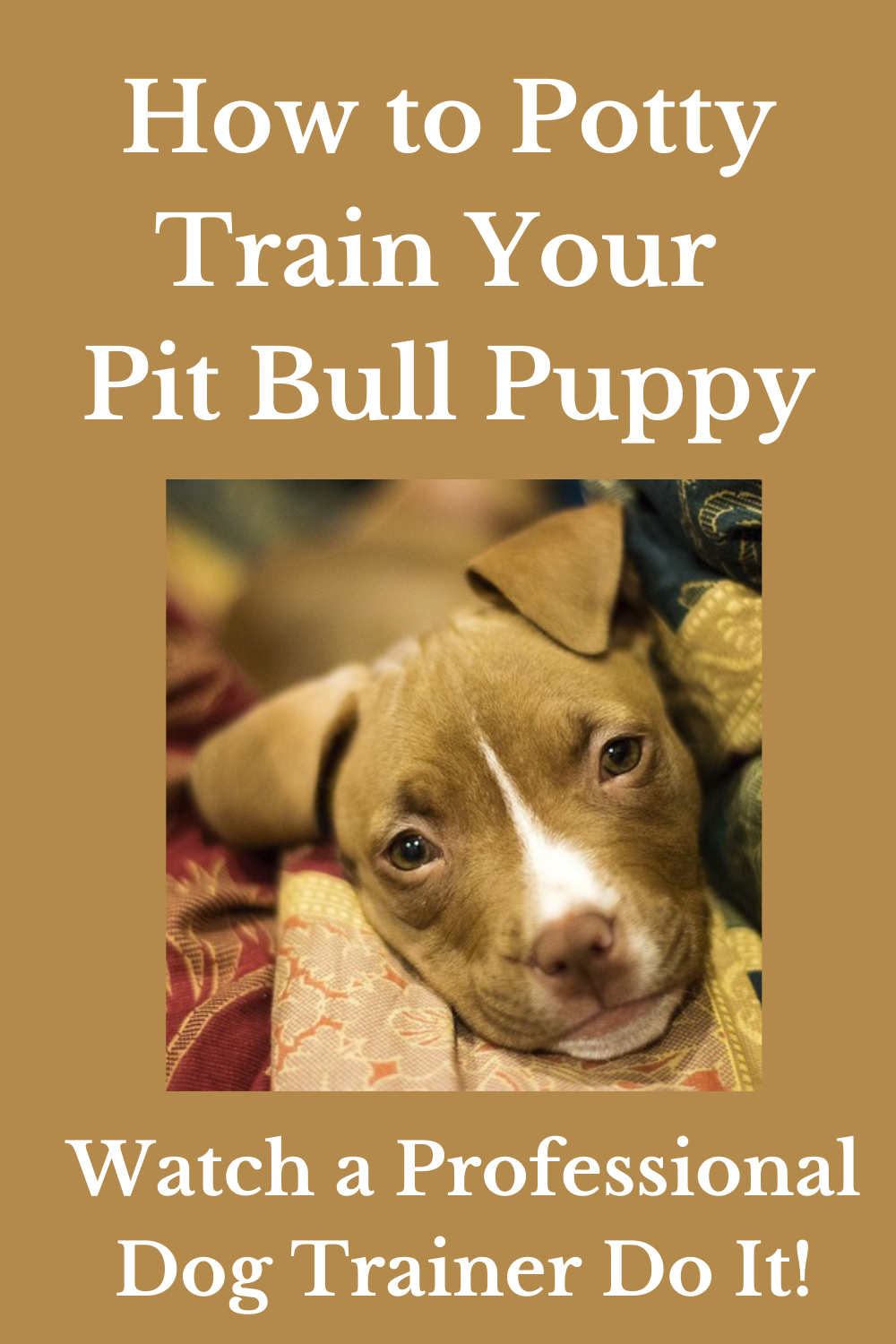 Potty Train Pit Bull Puppy Potty Training Made Easy!