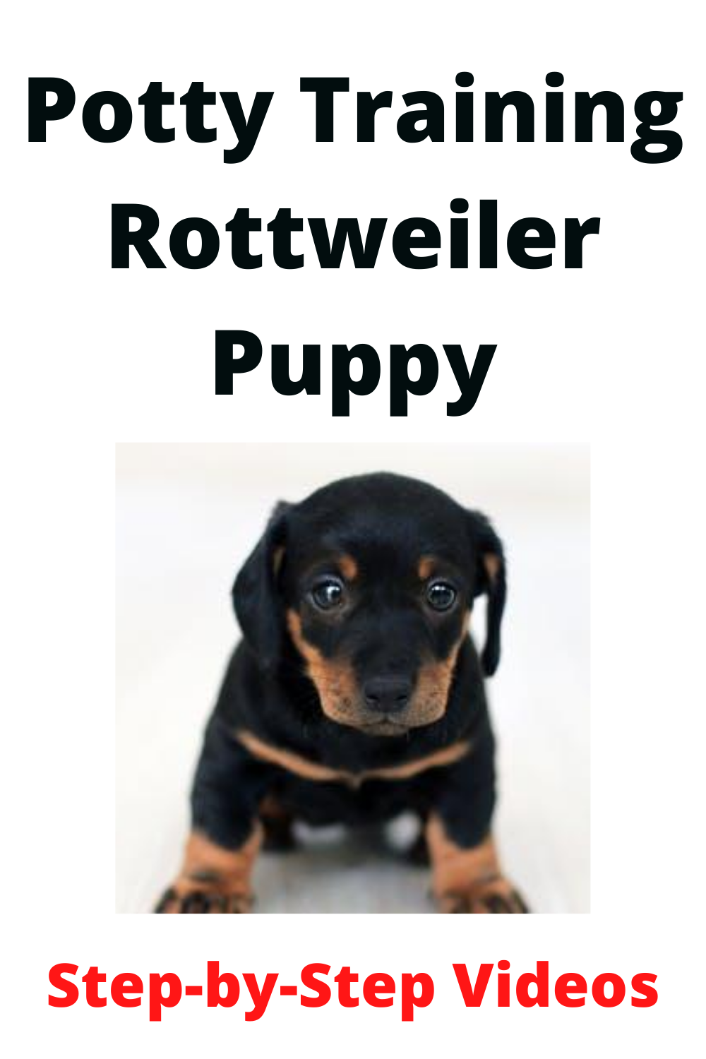 Potty Training Rottweiler Puppy People Loving Animals
