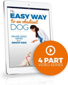 dog behavior training free videos