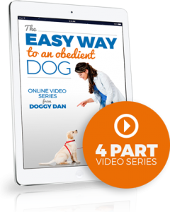 help dog behavior problems