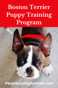 boston terrier puppy training