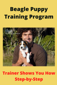 beagle puppy training program