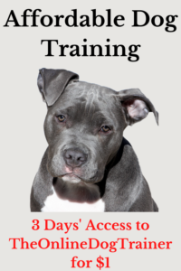 affordable dog training