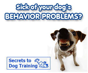dog behavior problems