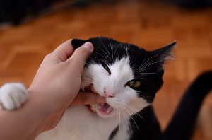 how to train your cat to stop biting
