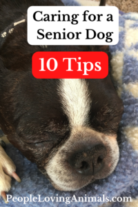 caring for a senior dog