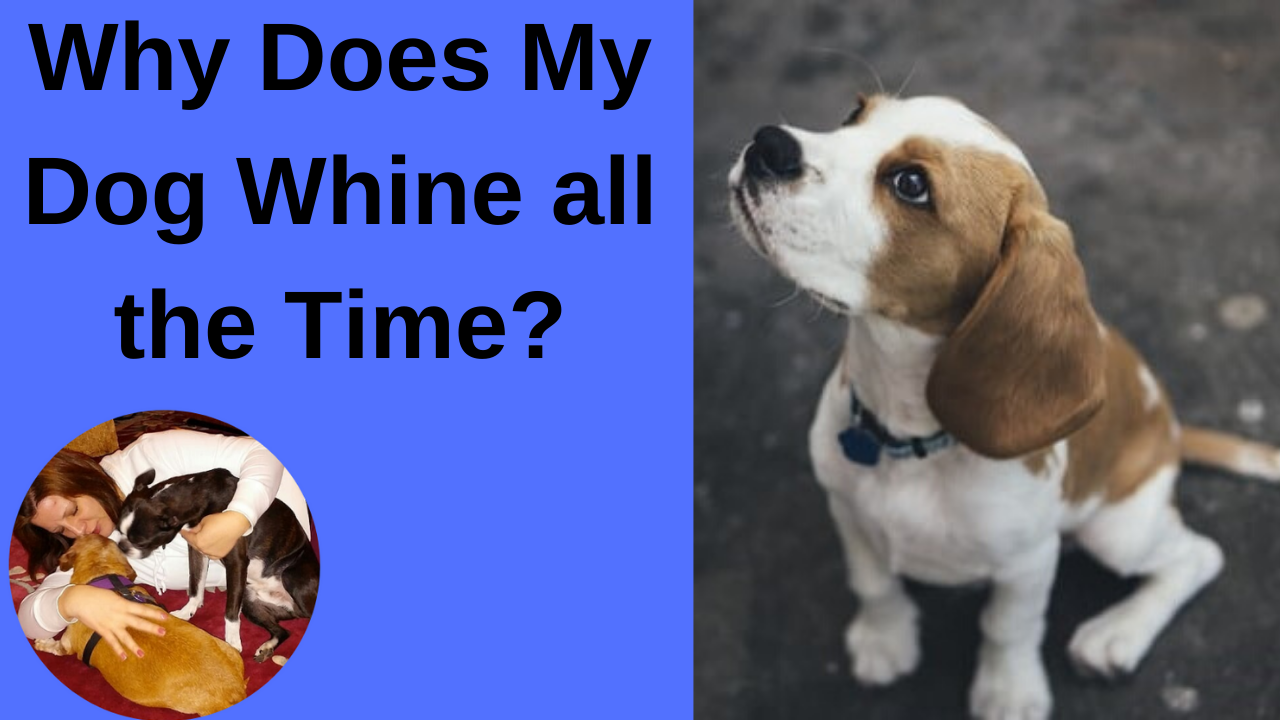 6-reasons-why-my-dog-whine-when-playing-with-toys