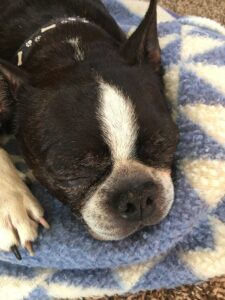 boston terrier cagney