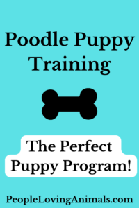 poodle puppy training