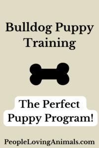 bulldog puppy training